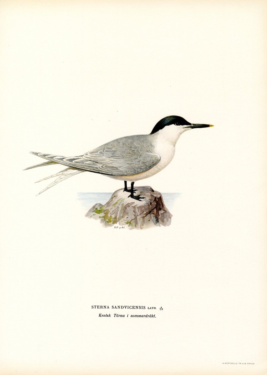 Brandseeschwalbe von Magnus Ferdinand and Wilhelm von Wright