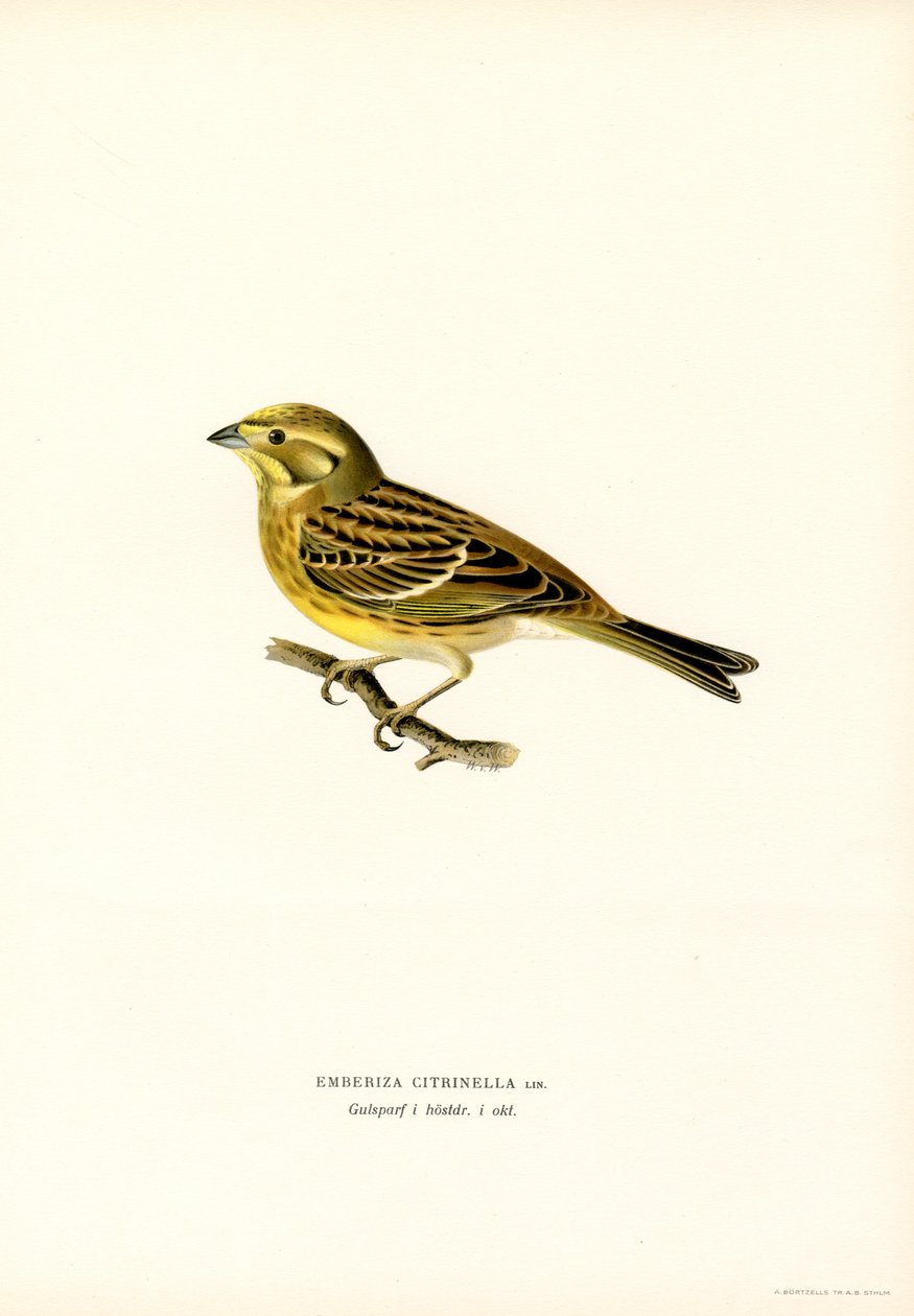 Goldammer (Emberiza citrinella) (Farblithographie) von Magnus Ferdinand and Wilhelm von Wright