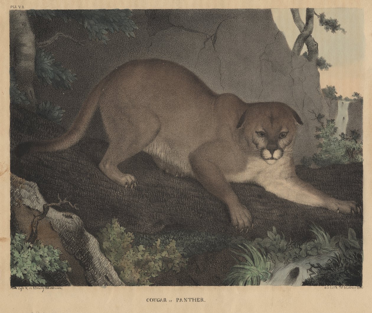 Puma oder Panther, aus 