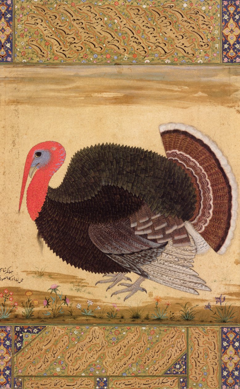 Ein Truthahn, der 1612 von Goa zu Jahangir gebracht wurde, aus dem Wantage-Album, Mughal, ca. 1612 von Mansur