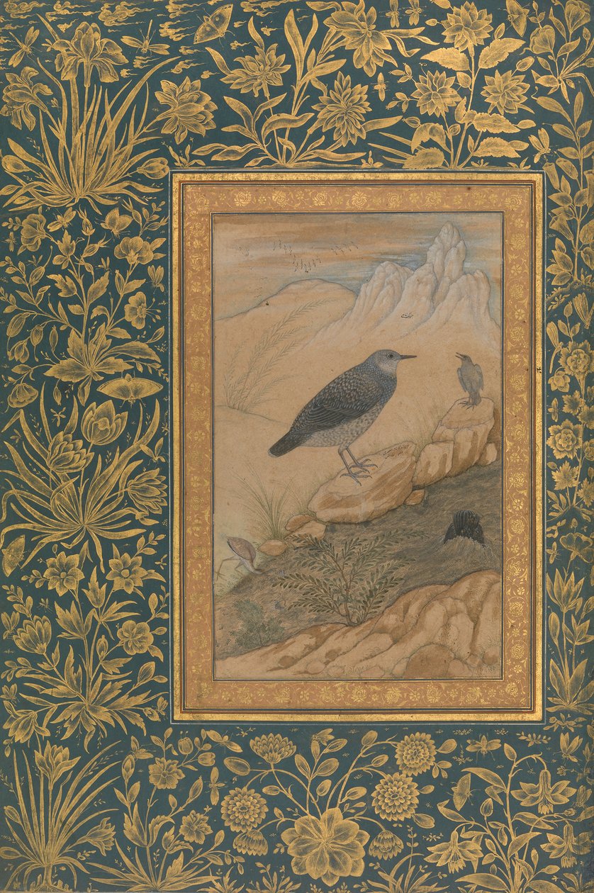 Tauchender Wasseramsel und andere Vögel, Folio aus dem Shah Jahan Album von Mansur