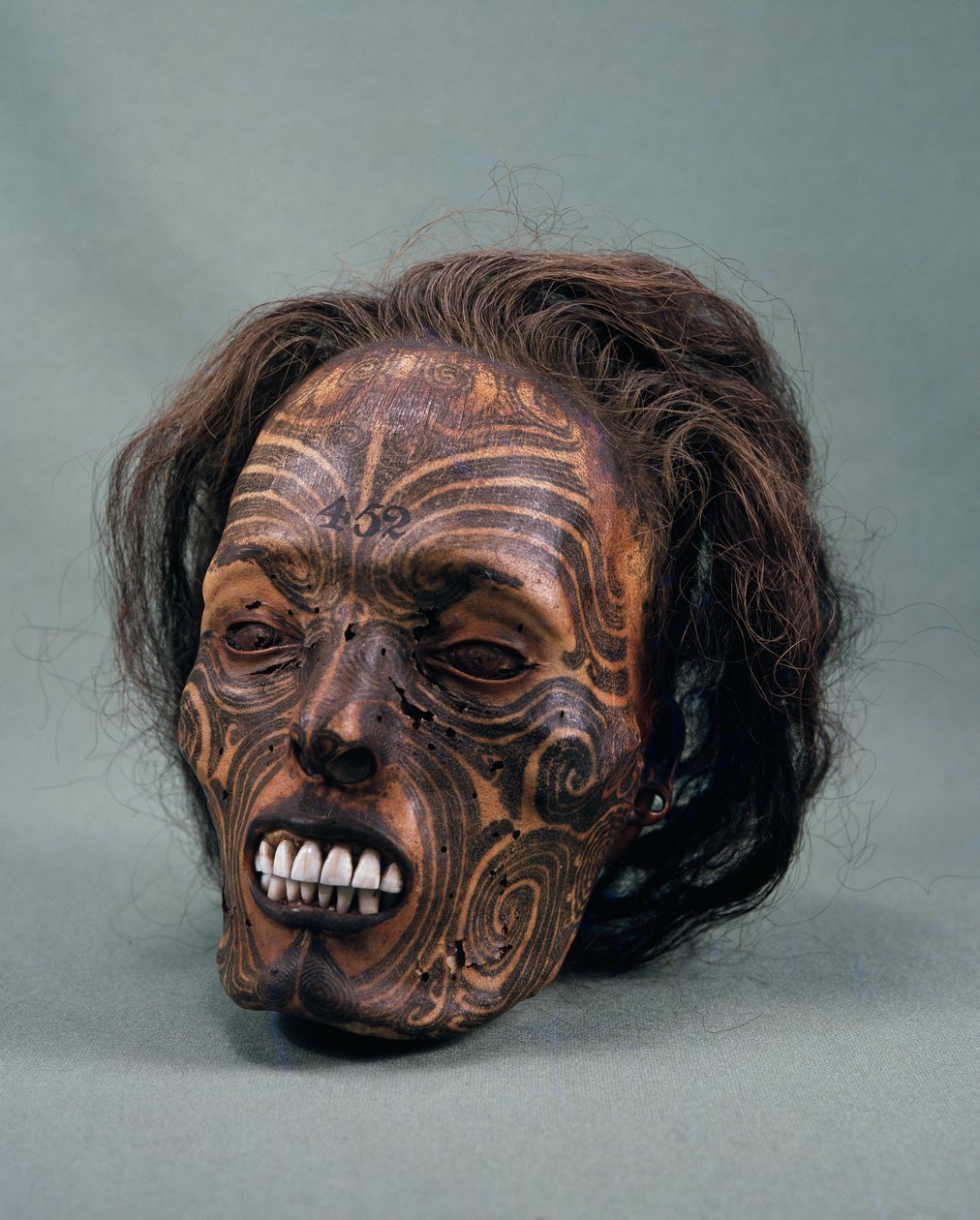 Kopf eines Stammeshäuptlings, tätowiert und mumifiziert, Maori-Zivilisation von Maori Maori