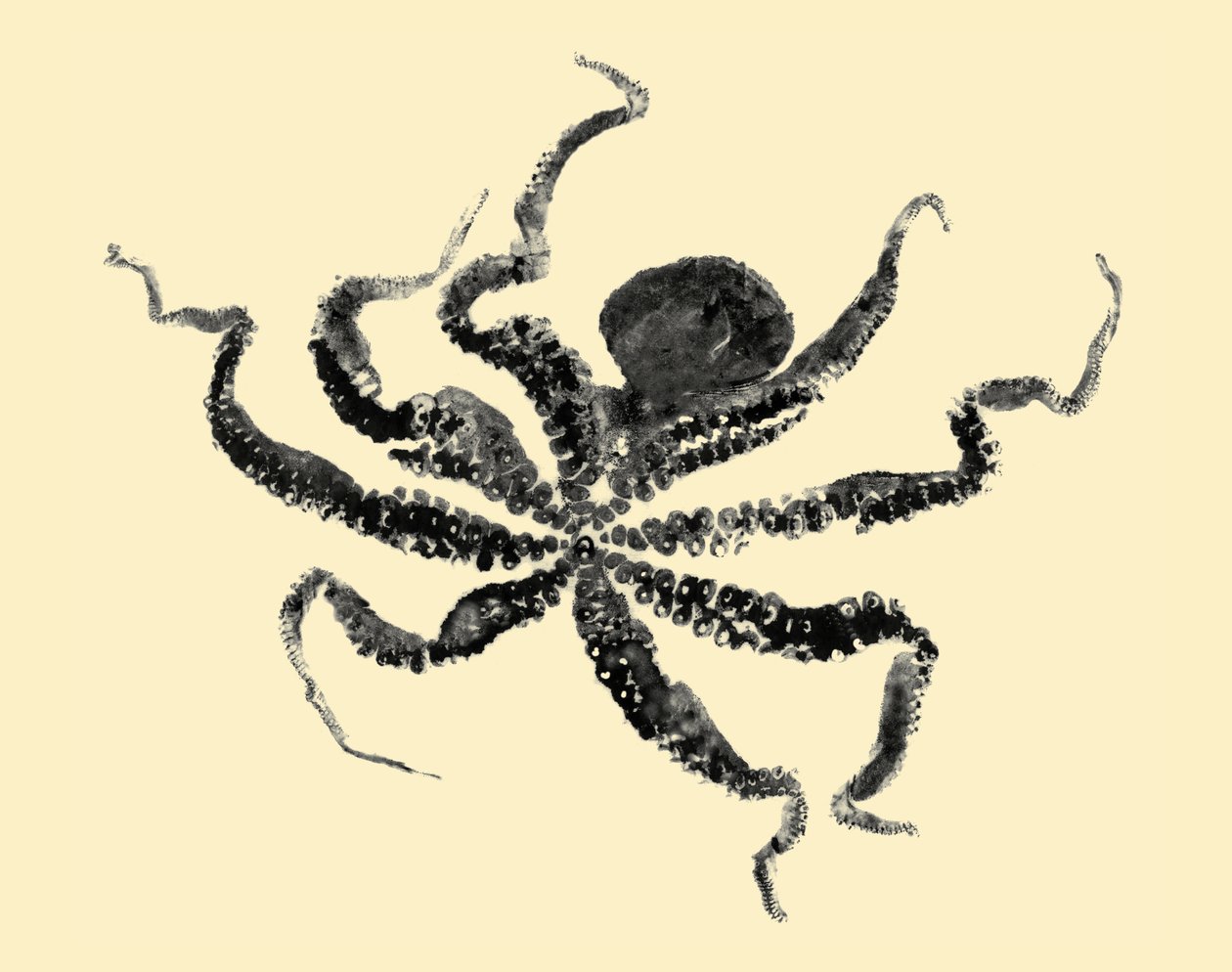 Oktopus, 2019 von Marco Campedelli