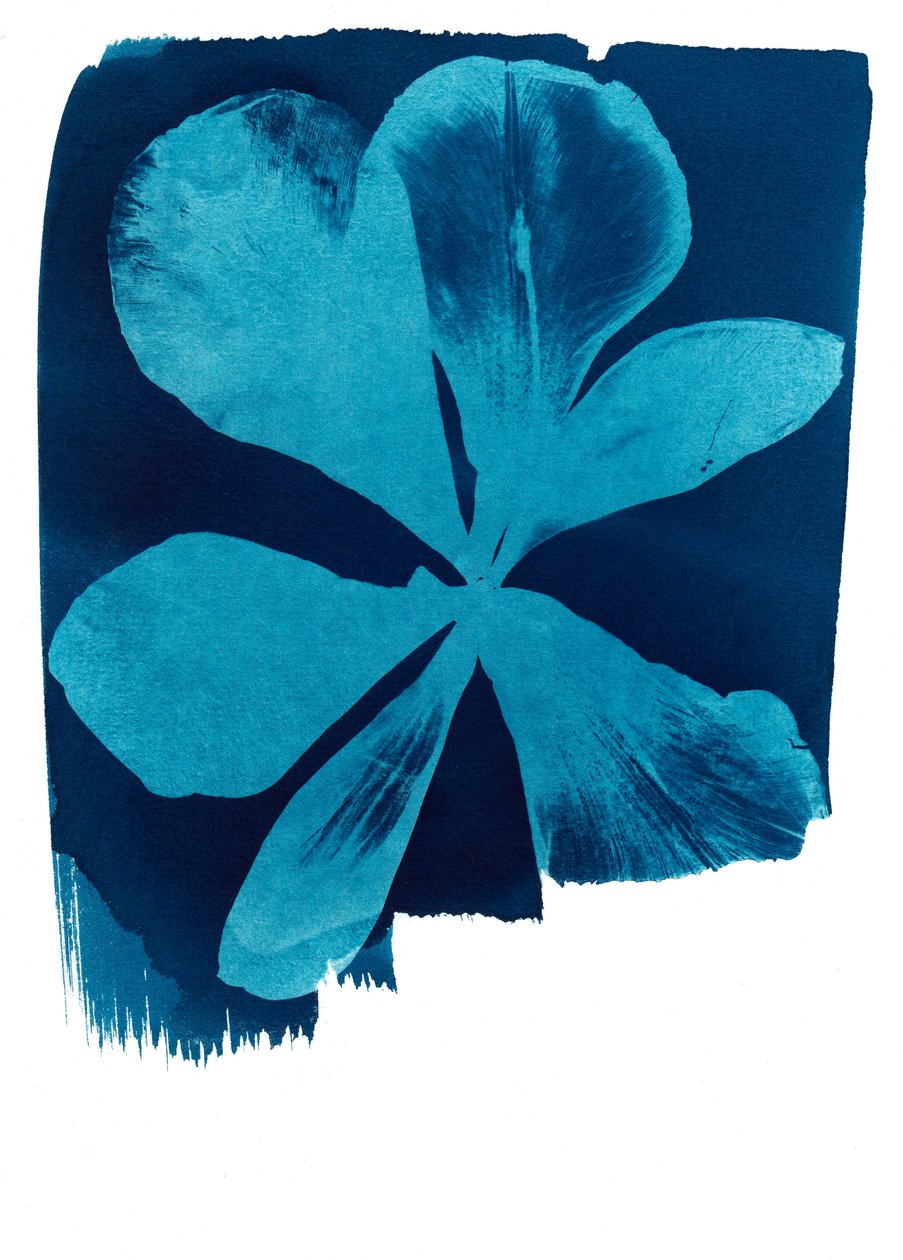 Mohn, 2023 von Marco Campedelli