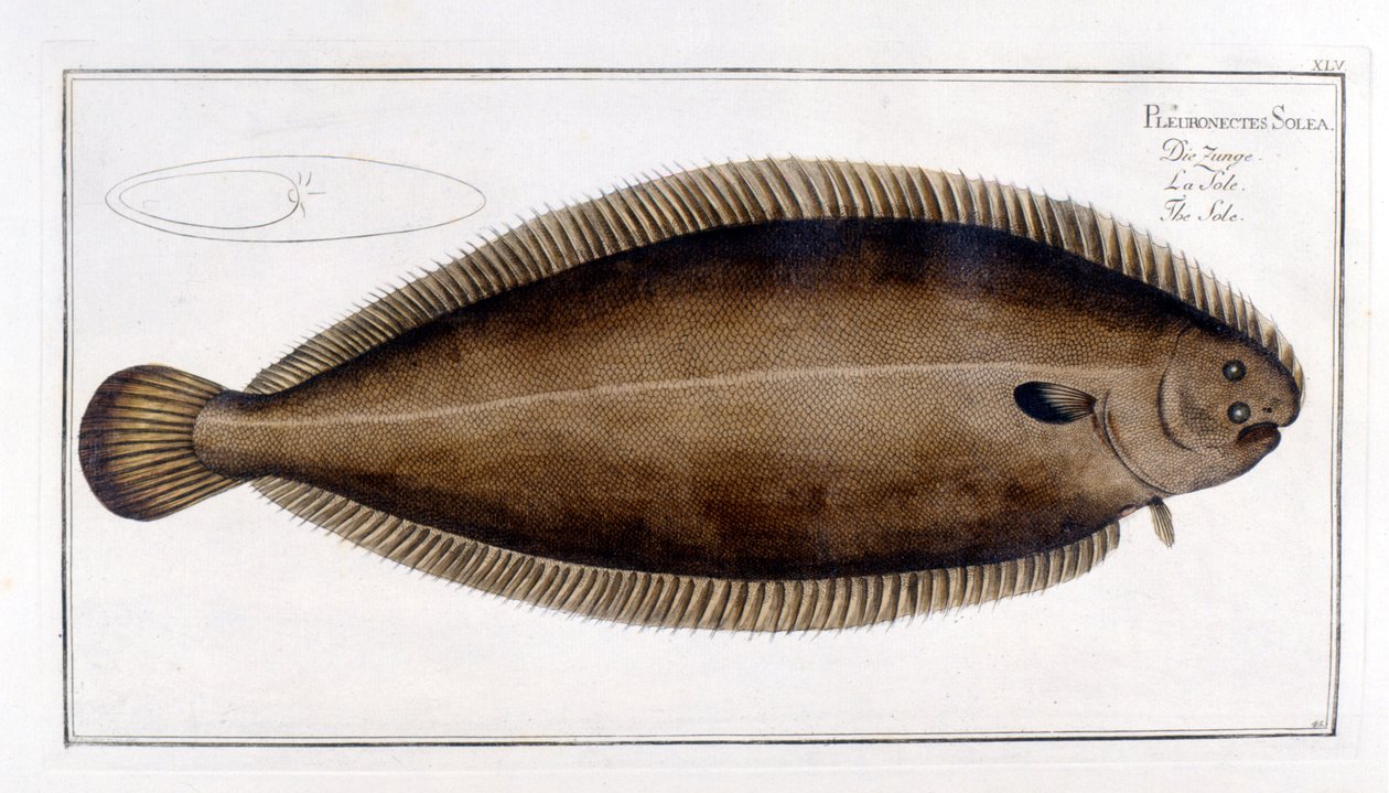 Naturgeschichtliche Tafel: Die Seezunge nach Marc Elieser Bloch Ichthyologie Paris - Berlin - London 1787 von Marcus Élieser Bloch