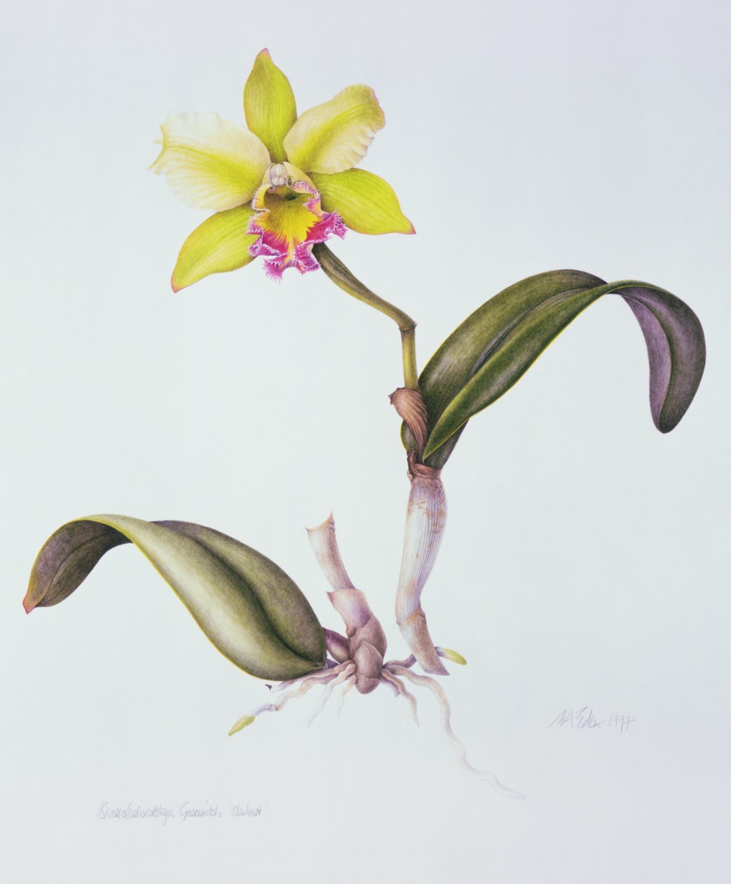 Brassolaeliocattleya Greenwich, Elmhurst von Margaret Ann Eden