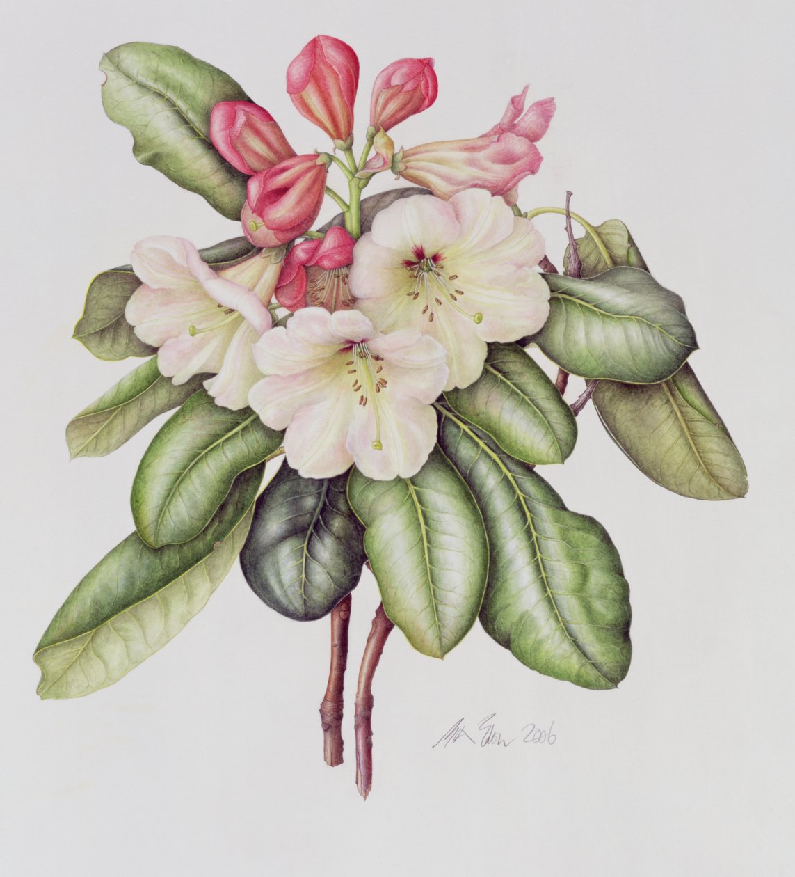 Rhododendron von Margaret Ann Eden