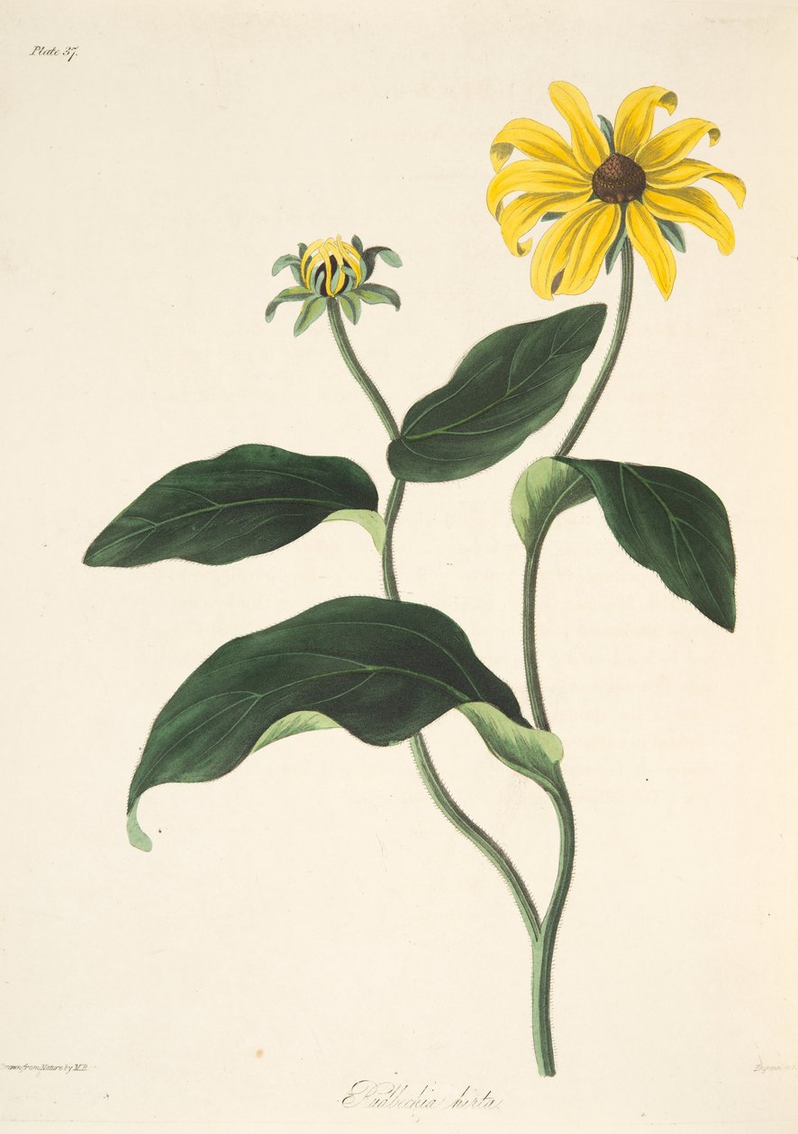 Schwarzäugige Susanne, aus Floral Illustrations of the Seasons, veröffentlicht 1829 von Margaret Roscoe