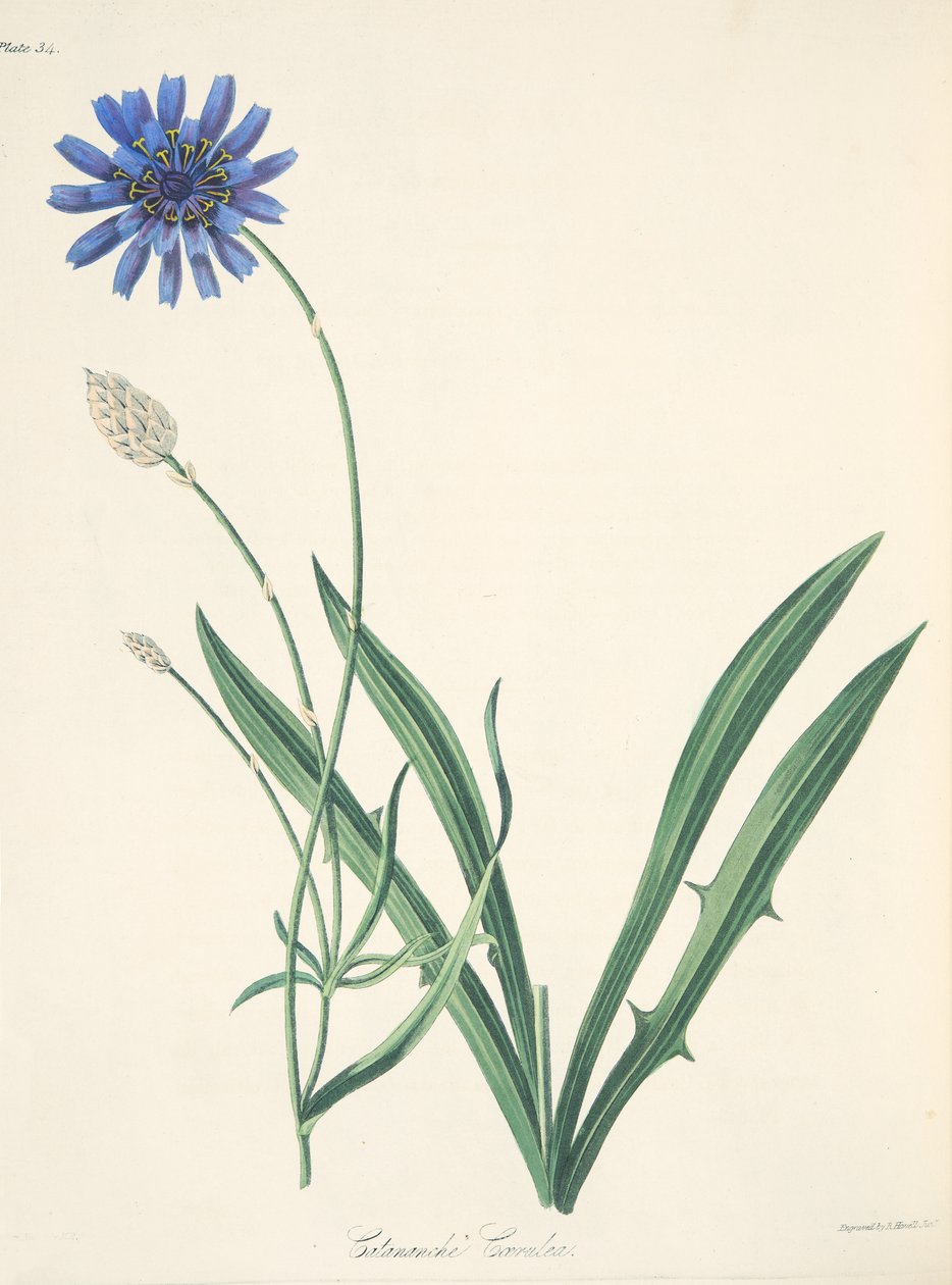 Blaue Catananche, aus Floral Illustrations of the Seasons, veröffentlicht 1829 von Margaret Roscoe