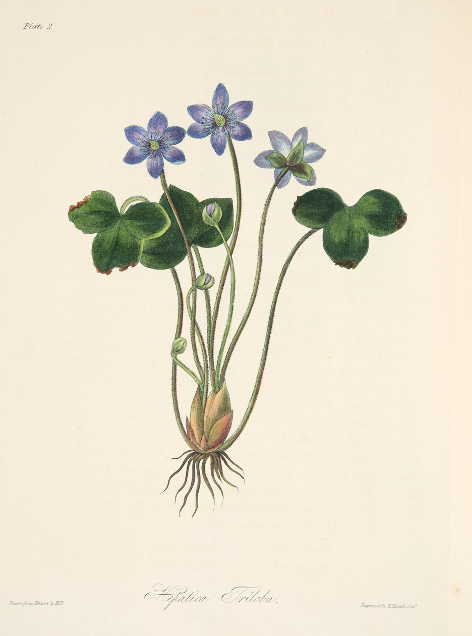 Gemeine Blaue Leberblümchen, aus Florale Illustrationen der Jahreszeiten, veröffentlicht 1829 von Margaret Roscoe