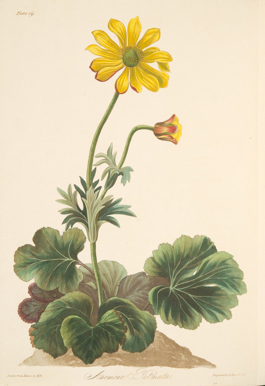 Alpenveilchenblättrige Anemone, aus Floral Illustrations of the Seasons, veröffentlicht 1829 von Margaret Roscoe