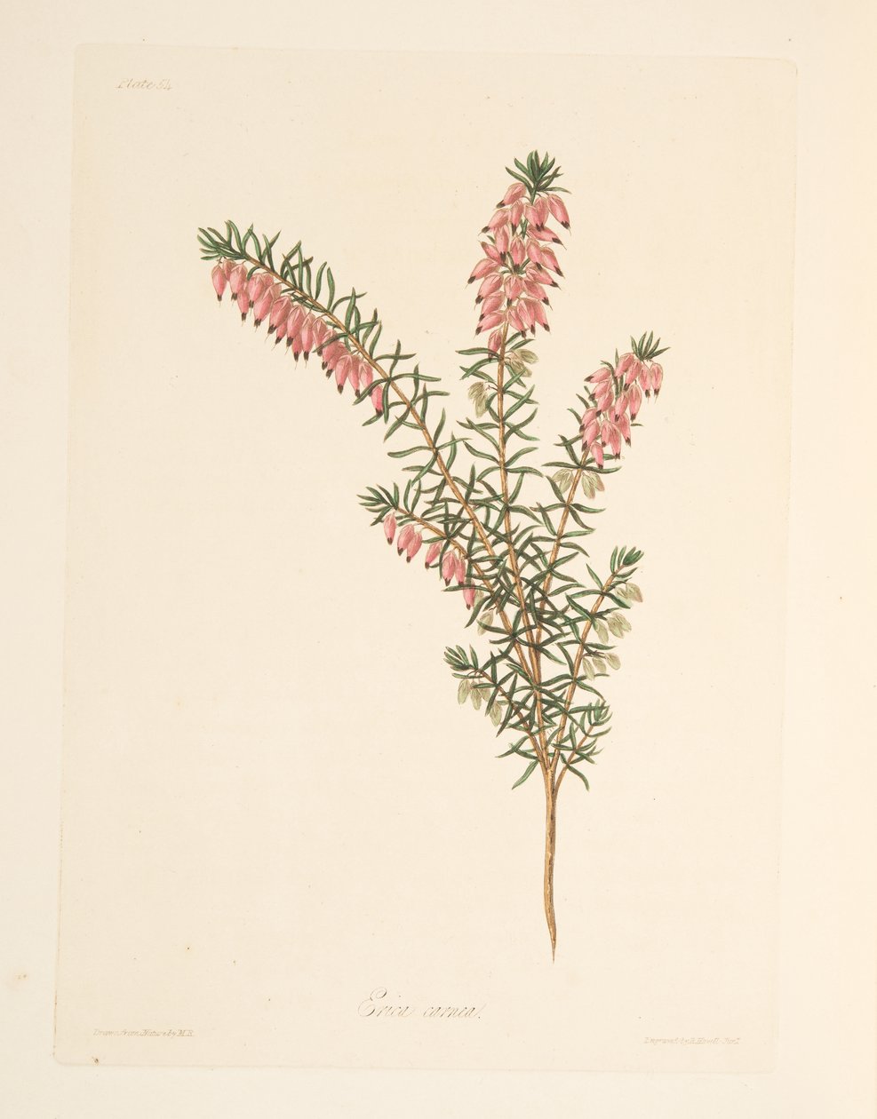 Fleischfarbene, frühblühende Heide, aus Florale Illustrationen der Jahreszeiten, veröffentlicht 1829 von Margaret Roscoe