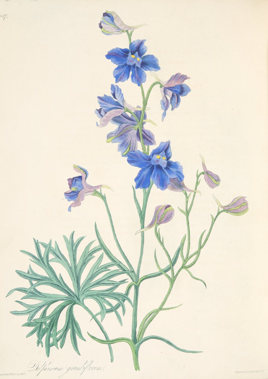 Großblütiger Rittersporn, aus Floral Illustrations of the Seasons, veröffentlicht 1829 von Margaret Roscoe