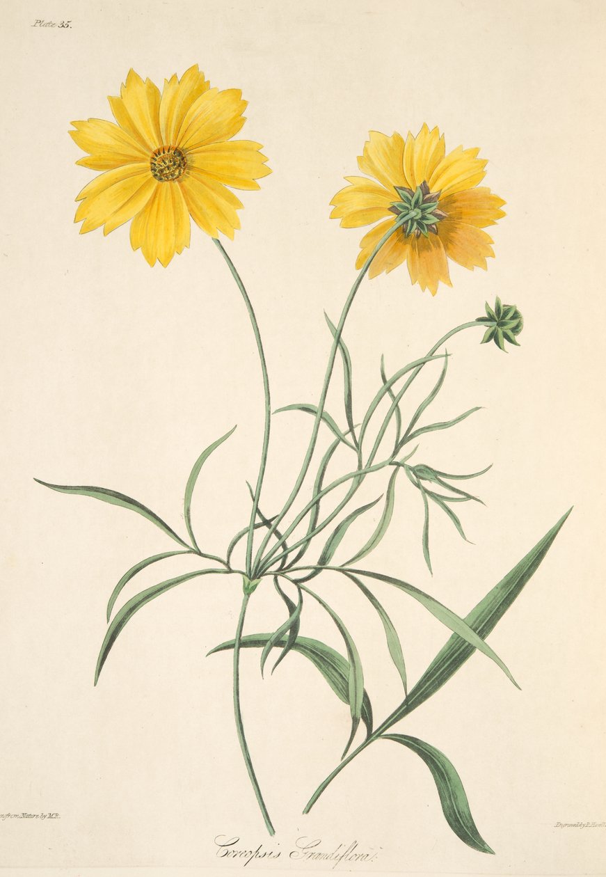 Großblütiges Tickseed, aus Floral Illustrations of the Seasons, veröffentlicht 1829 von Margaret Roscoe