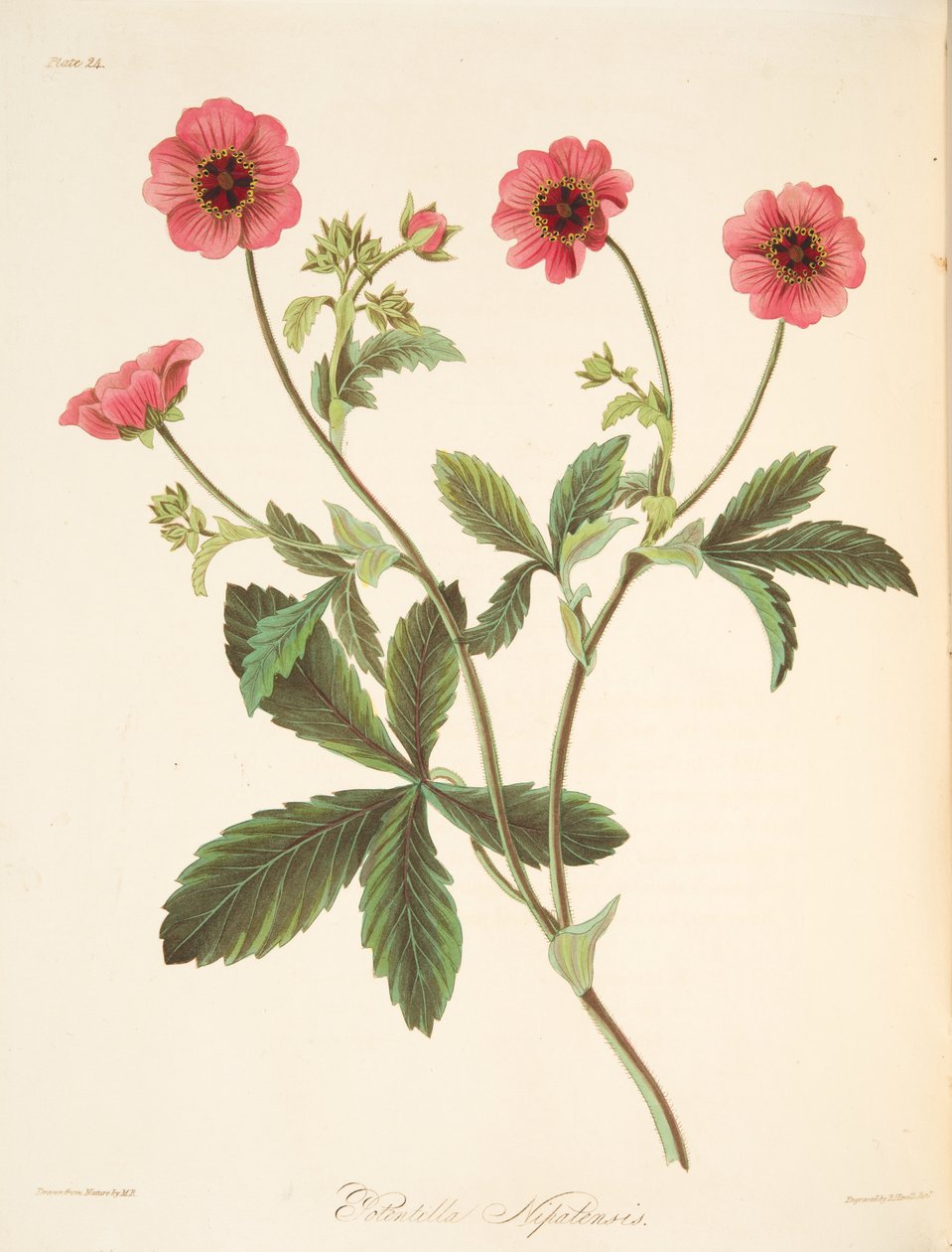 Nipal-Potentilla, aus Floral Illustrations of the Seasons, veröffentlicht 1829 von Margaret Roscoe