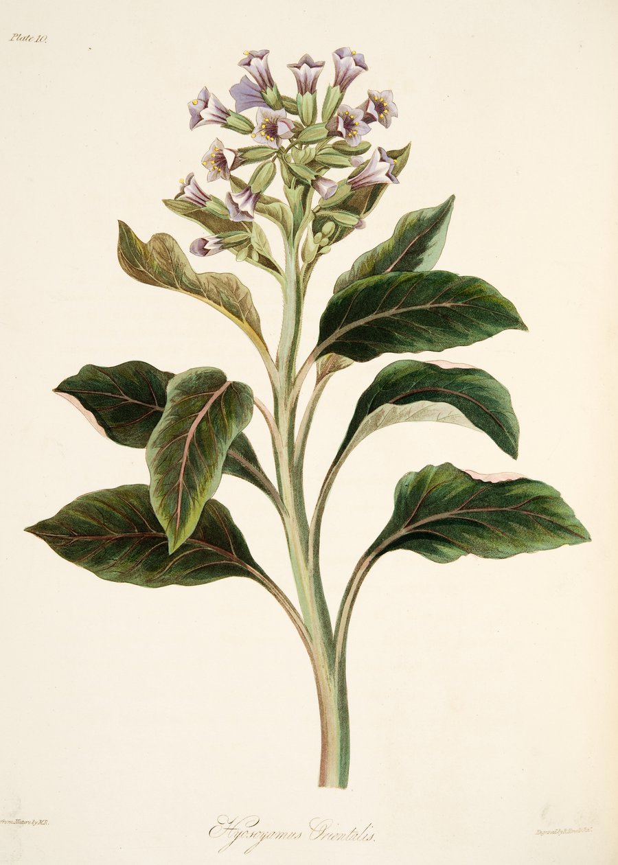 Orientalischer Bilsenkraut, aus Florale Illustrationen der Jahreszeiten, veröffentlicht 1829 von Margaret Roscoe