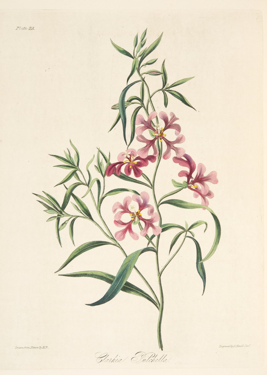 Hübsche Clarkia, aus Floral Illustrations of the Seasons, veröffentlicht 1829 von Margaret Roscoe