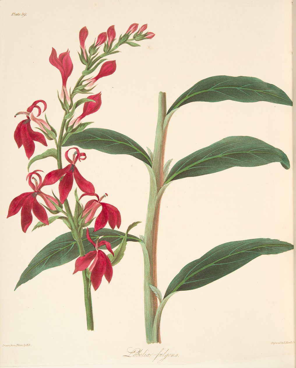 Strahlende Lobelie, aus Floral Illustrations of the Seasons, veröffentlicht 1829 von Margaret Roscoe