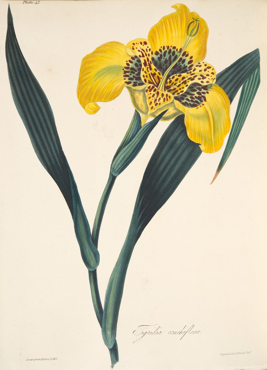 Gelbblütige Tigridia, aus Floral Illustrations of the Seasons, veröffentlicht 1829 von Margaret Roscoe