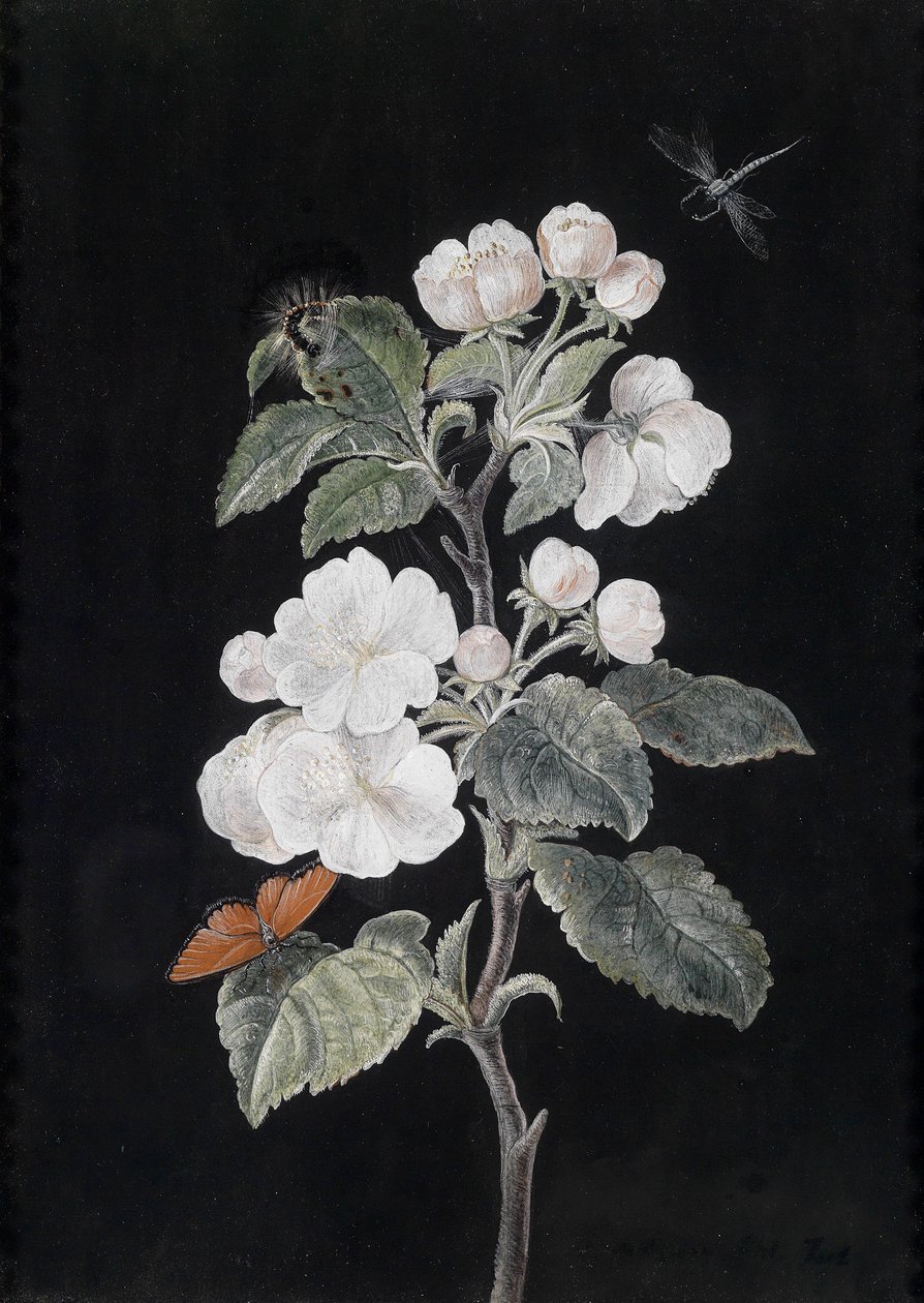 Apfelblüten mit Schmetterlingen von Margaretha Barbara Dietzsch