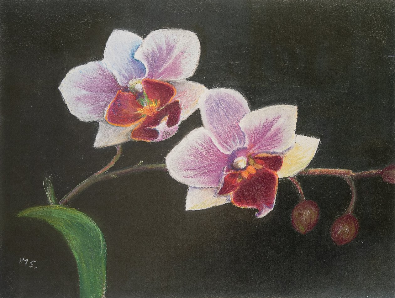 Orchidee in meinem Schlafzimmer von Margo Starkey