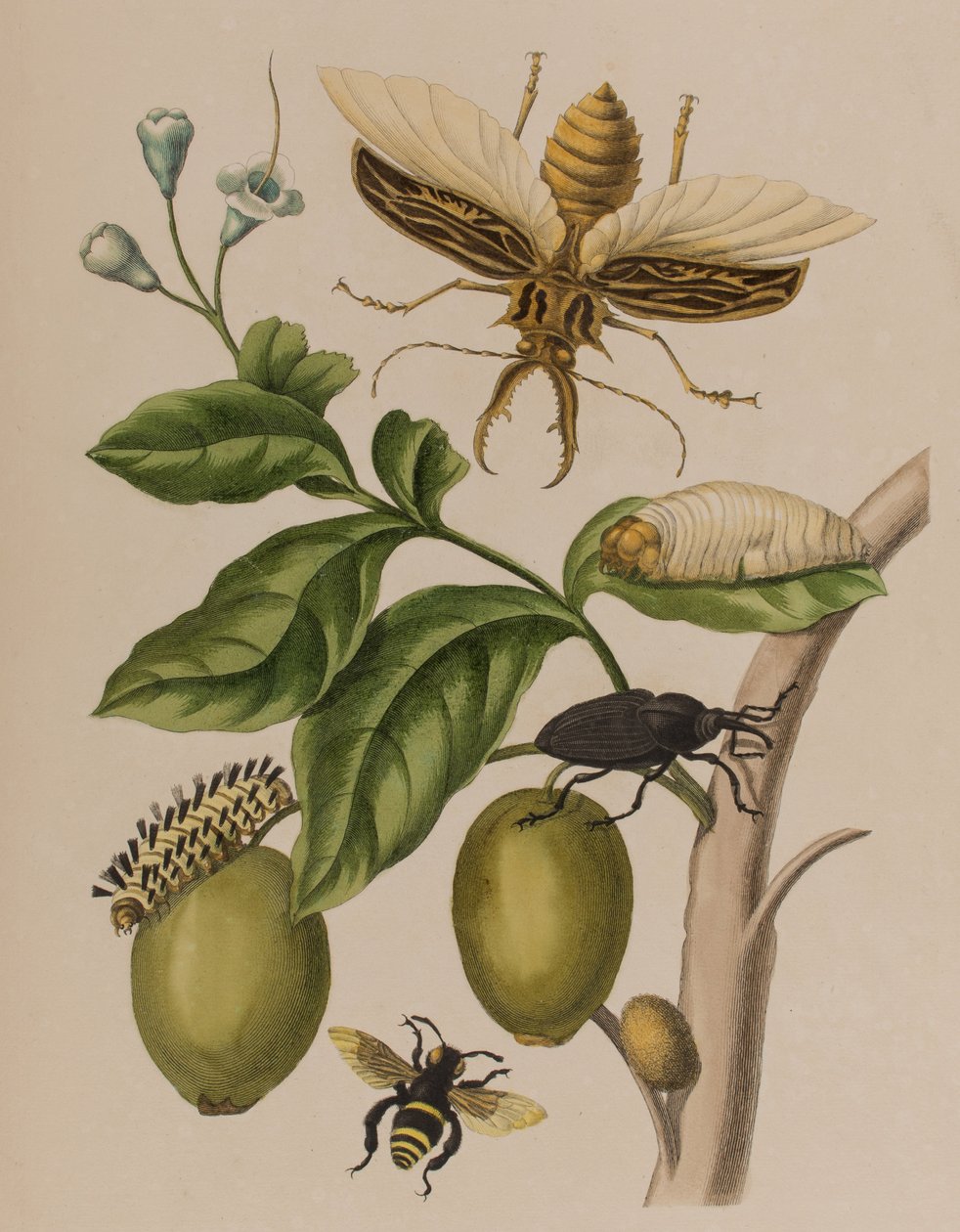 Illustration aus 