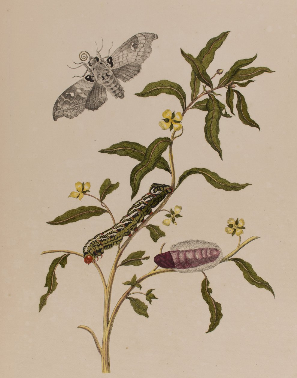Illustration aus 