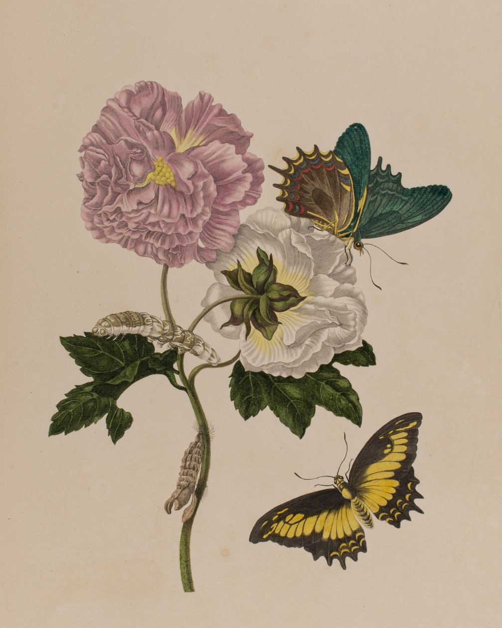 Illustration aus 