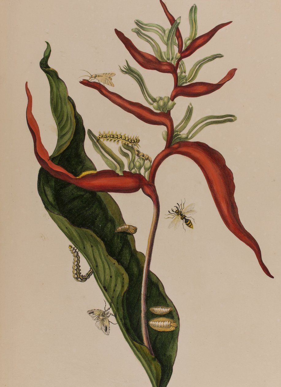 Illustration aus 