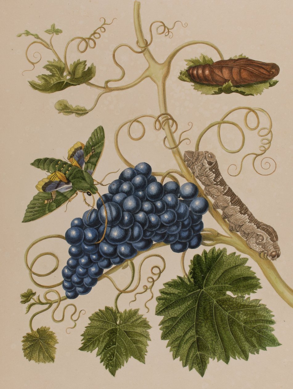 Illustration aus 