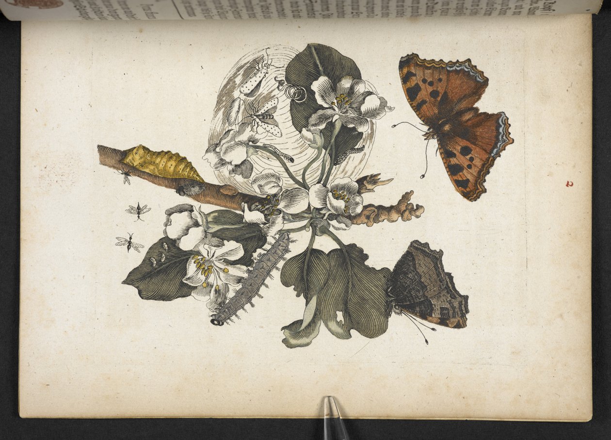 Schmetterlinge, Raupen und Kokon, aus 