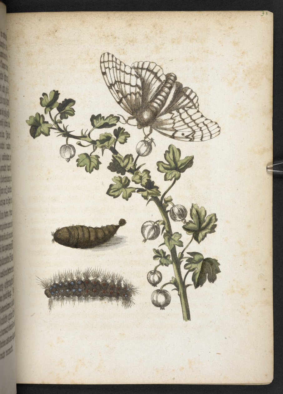 Raupe, Kokon und Schmetterling, aus 