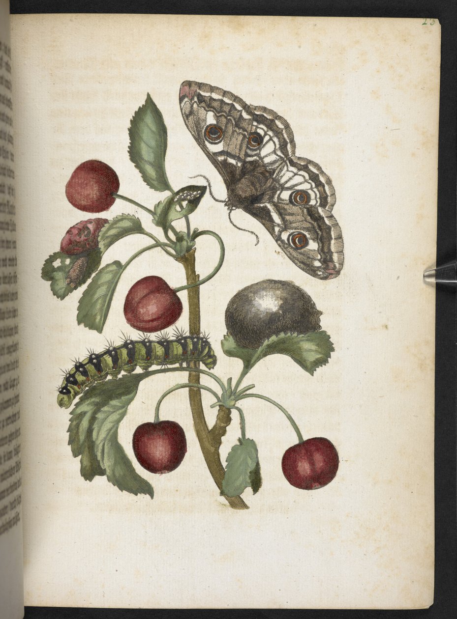 Der Raupen wunderbare Verwandlung und sonderbare Blumen-Nahrung von Maria Sibylla Merian