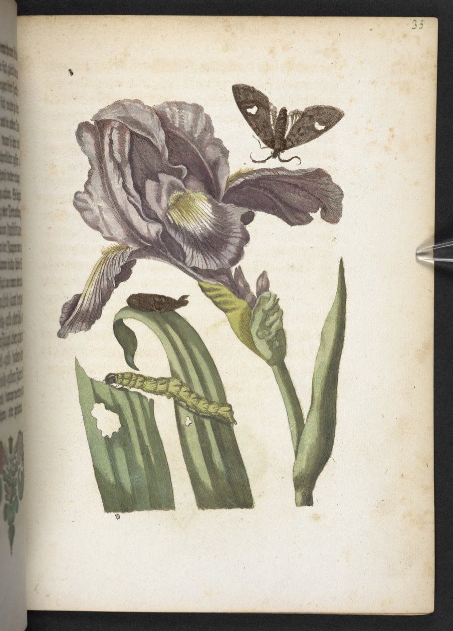 Der Raupen wunderbare Verwandlung und sonderbare Blumen-Nahrung von Maria Sibylla Merian