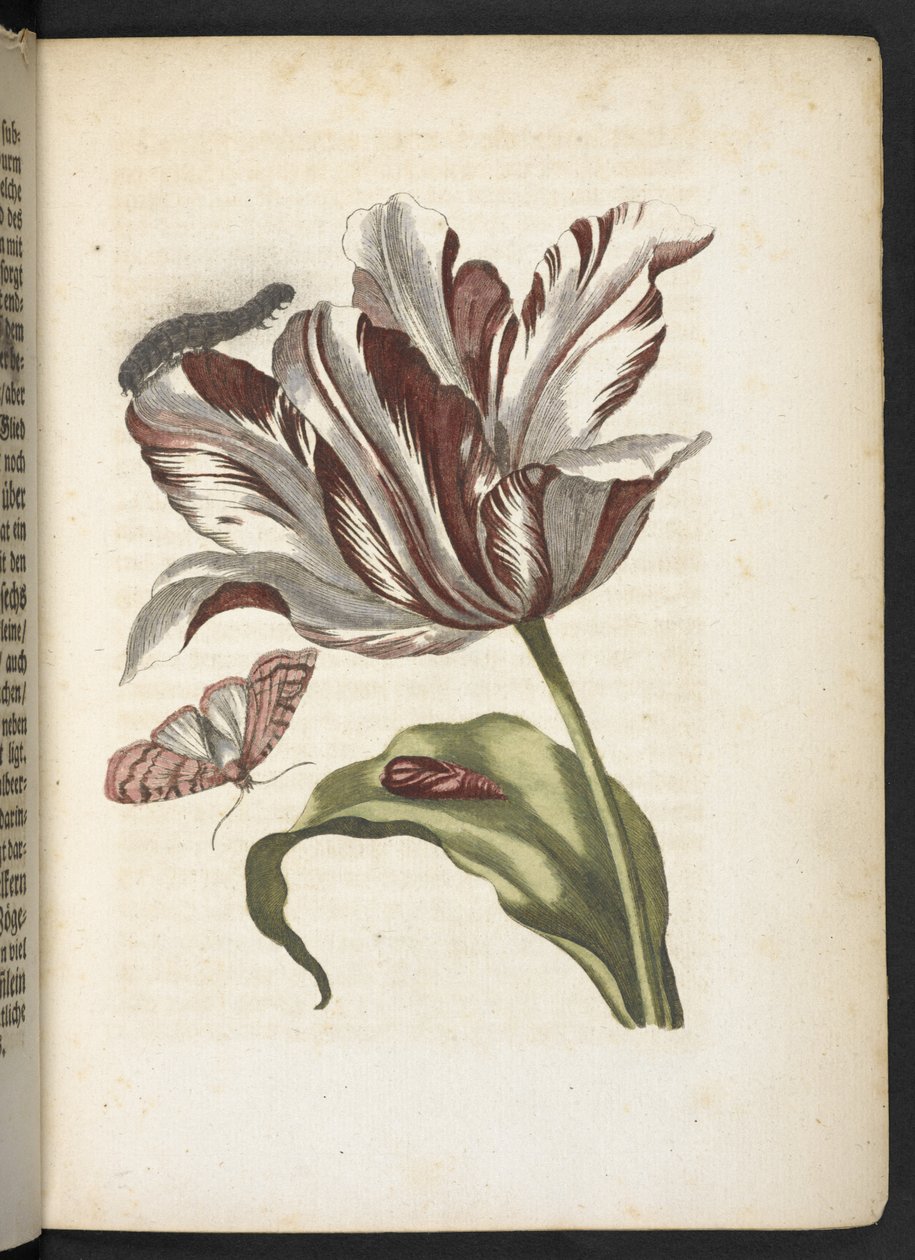 Der Raupen wunderbare Verwandlung und sonderbare Blumen-Nahrung von Maria Sibylla Merian