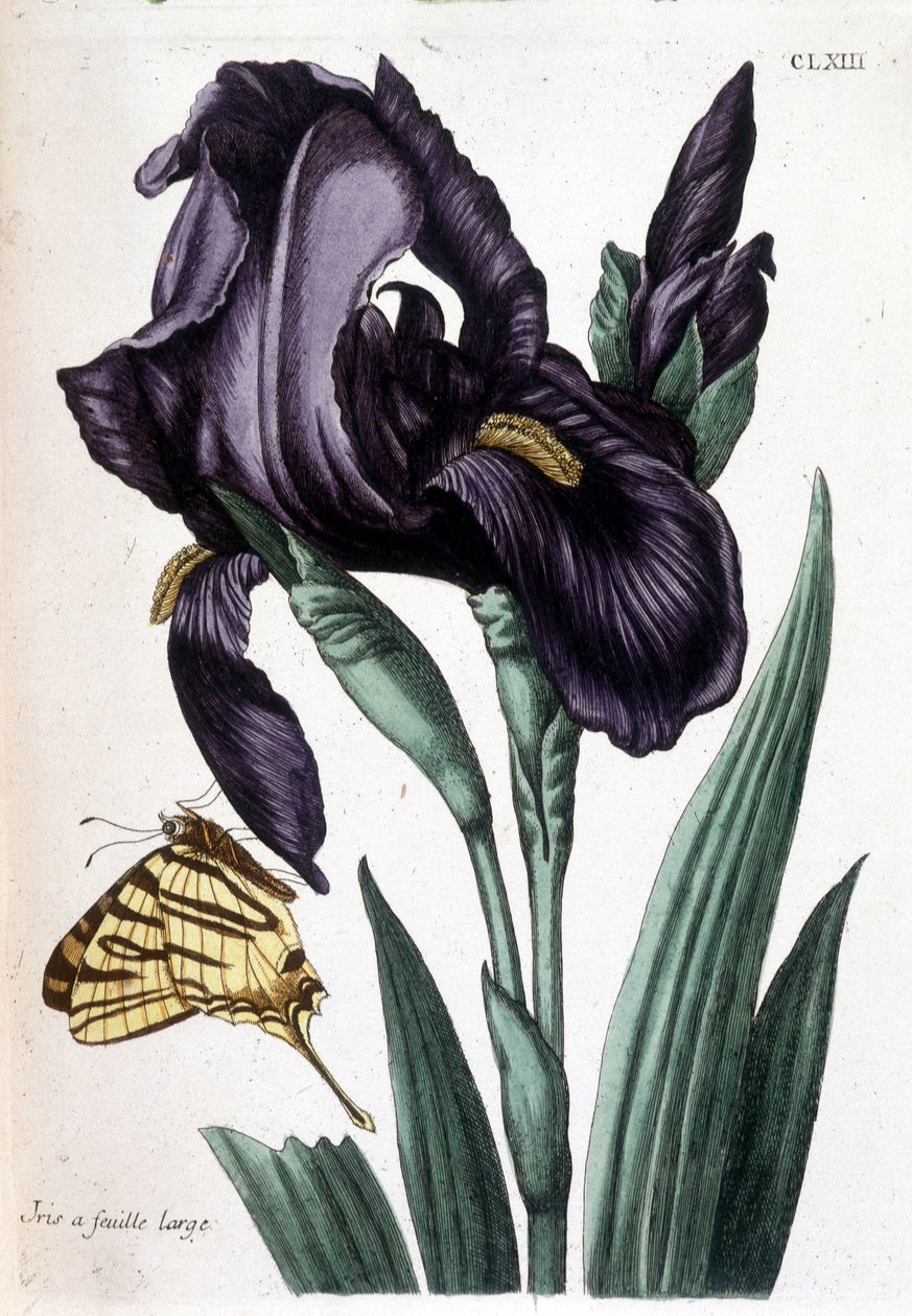 Breitblättrige Iris - in „Allgemeine Geschichte der Insekten von Surinam und ganz Europa“ von Maria Sibylla Merian, ed. Desnos, Paris von Maria Sibylla Merian
