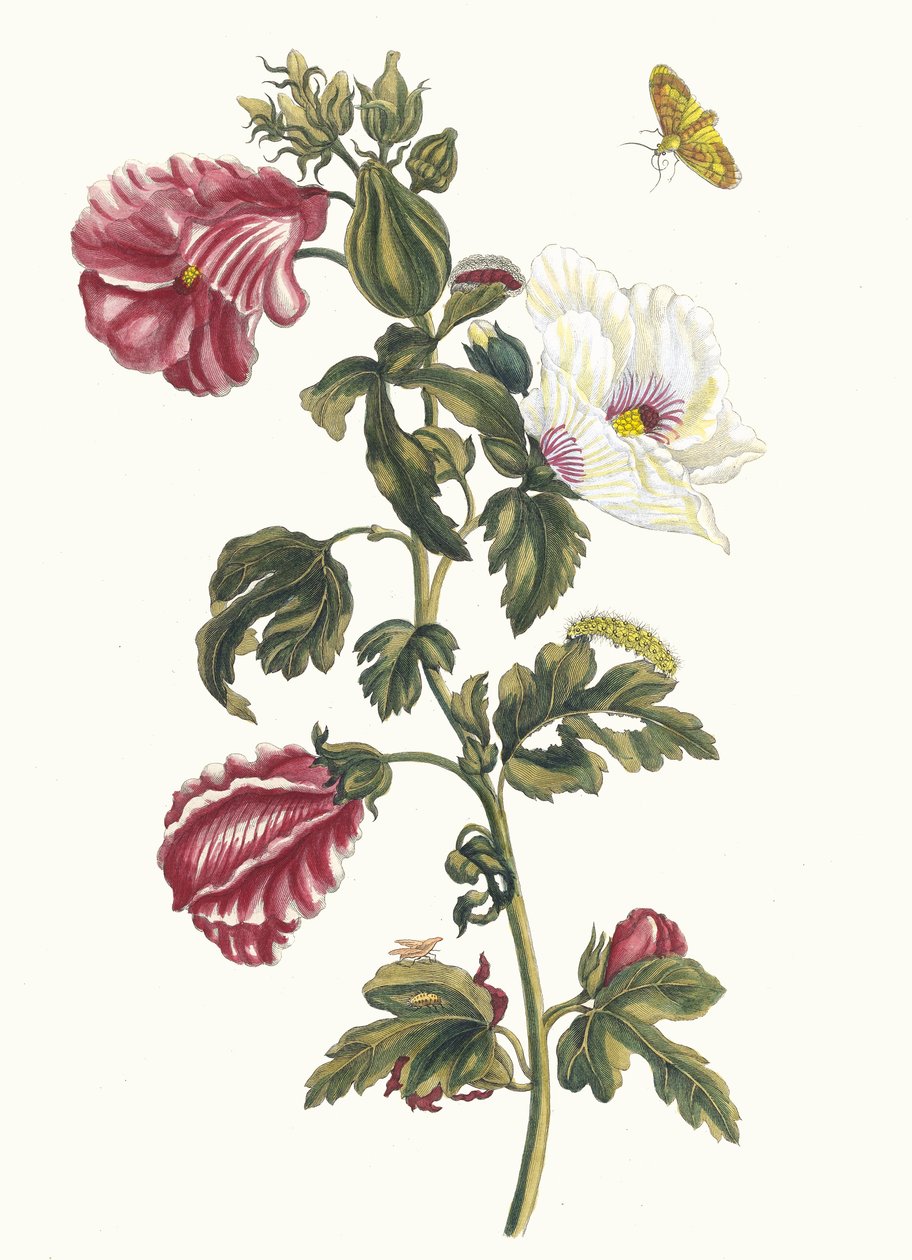 Althea. Aus dem Buch Metamorphosis insectorum Surinamensium, 1705 von Maria Sibylla Merian