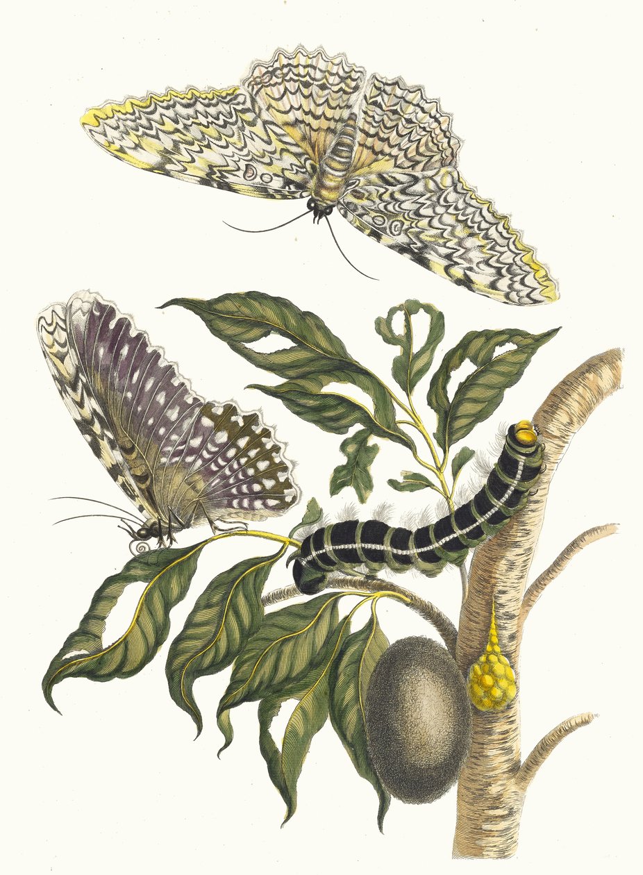 Arbre de gomme-gutte. Aus dem Buch Metamorphosis insectorum ...