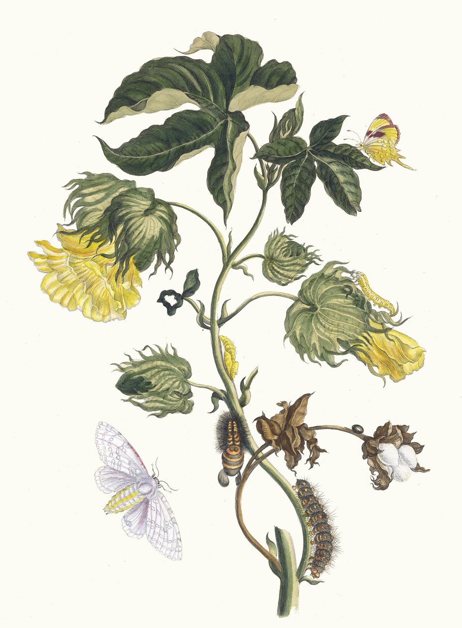 Cotonier. Aus dem Buch Metamorphosis insectorum Surinamensium, 1705 von Maria Sibylla Merian