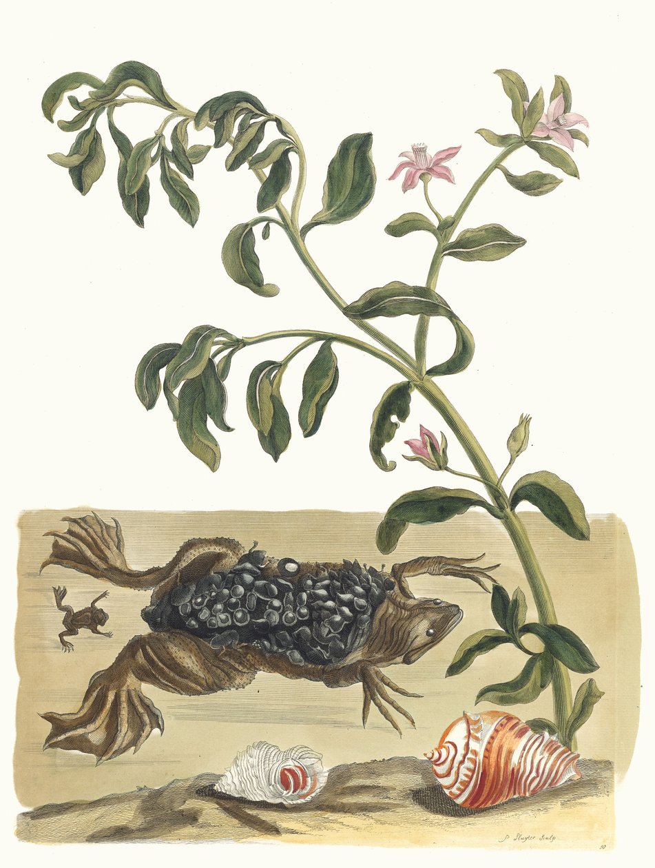 Kresse. Aus dem Buch Metamorphosis insectorum Surinamensium, 1705 von Maria Sibylla Merian