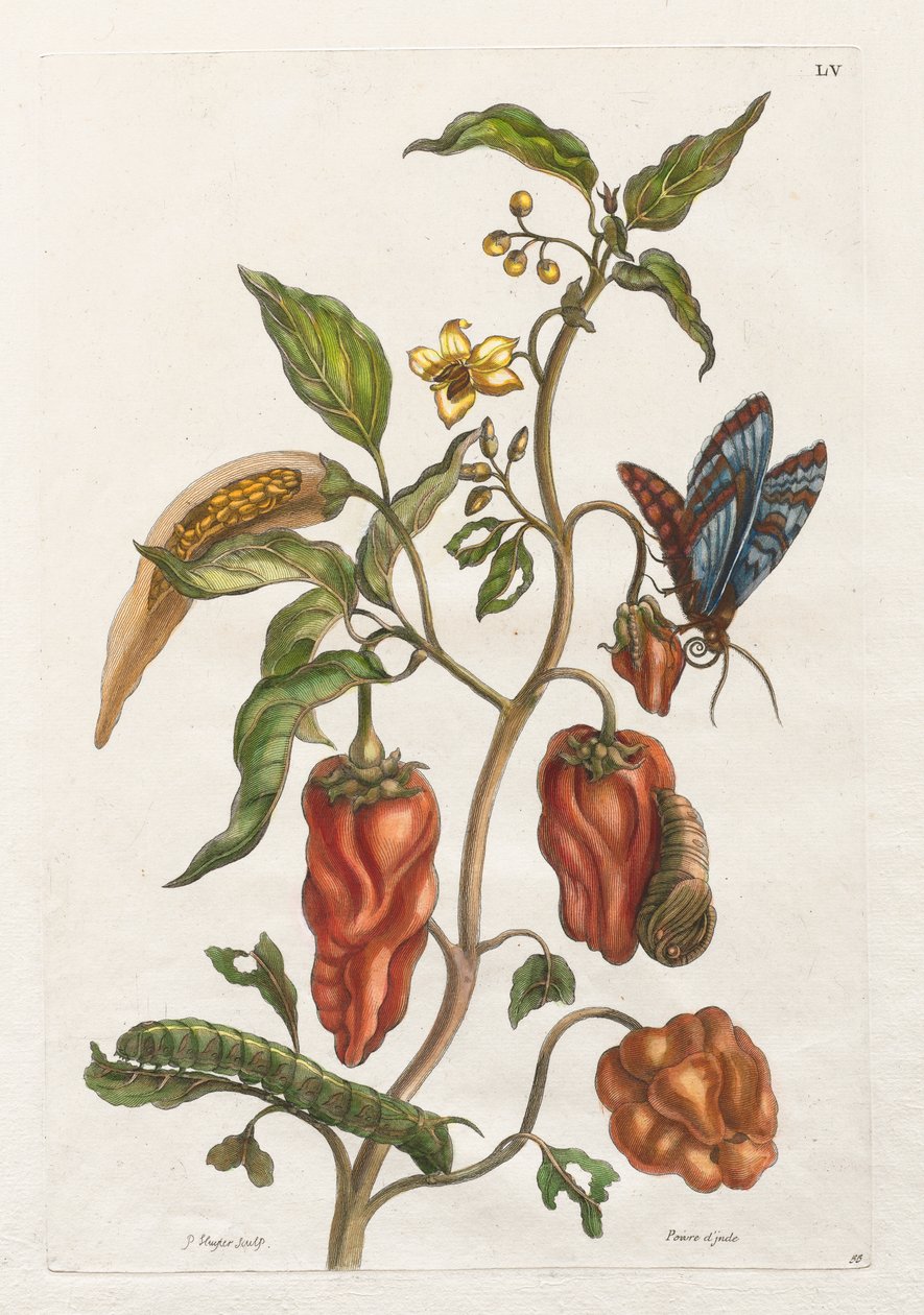 Allgemeine Geschichte der Insekten von Suriname und Europa: Bd. I, Nr. 55 - Indischer Pfeffer von Maria Sibylla Merian