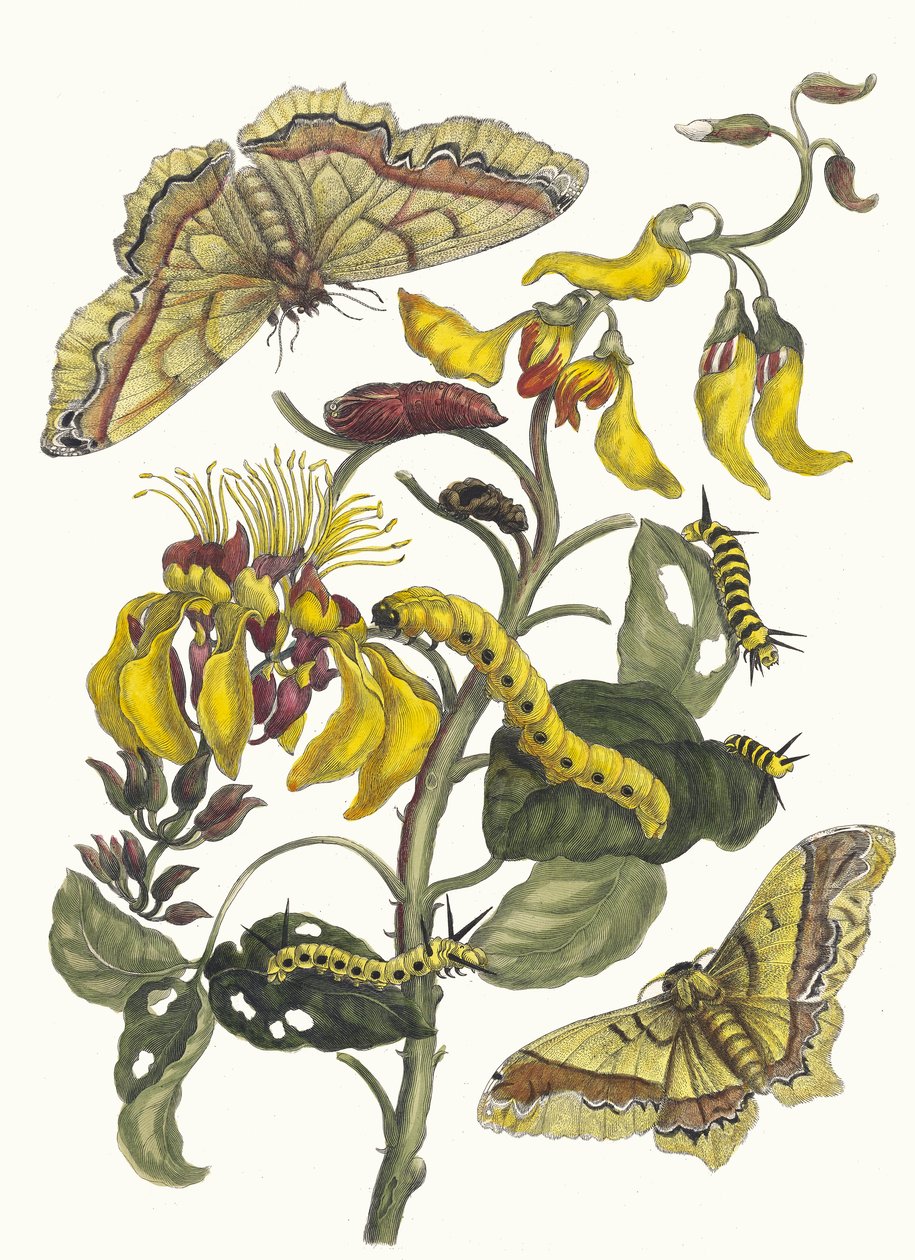 Pallisaden-Baum. Aus dem Buch Metamorphosis insectorum Surinamensium, 1705 von Maria Sibylla Merian