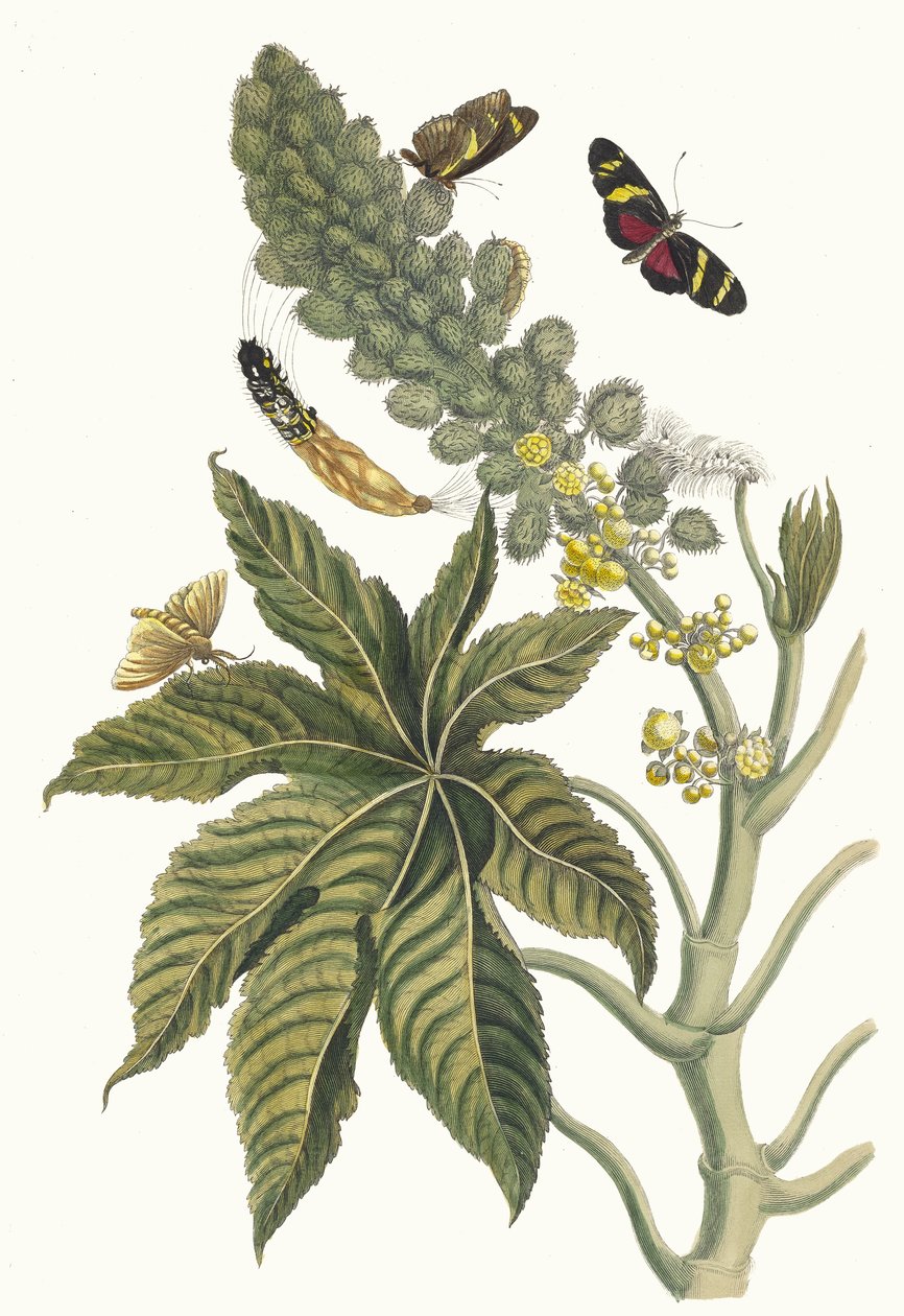 Palma Christi. Aus dem Buch Metamorphosis insectorum Surinamensium, 1705 von Maria Sibylla Merian