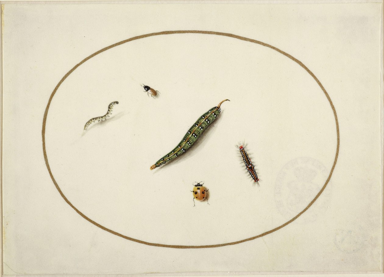 Raupen und Insekten, im Queroval, mit einer goldenen Linie eingefasst, miniaturartig fein ausgeführt von Maria Sibylla Merian