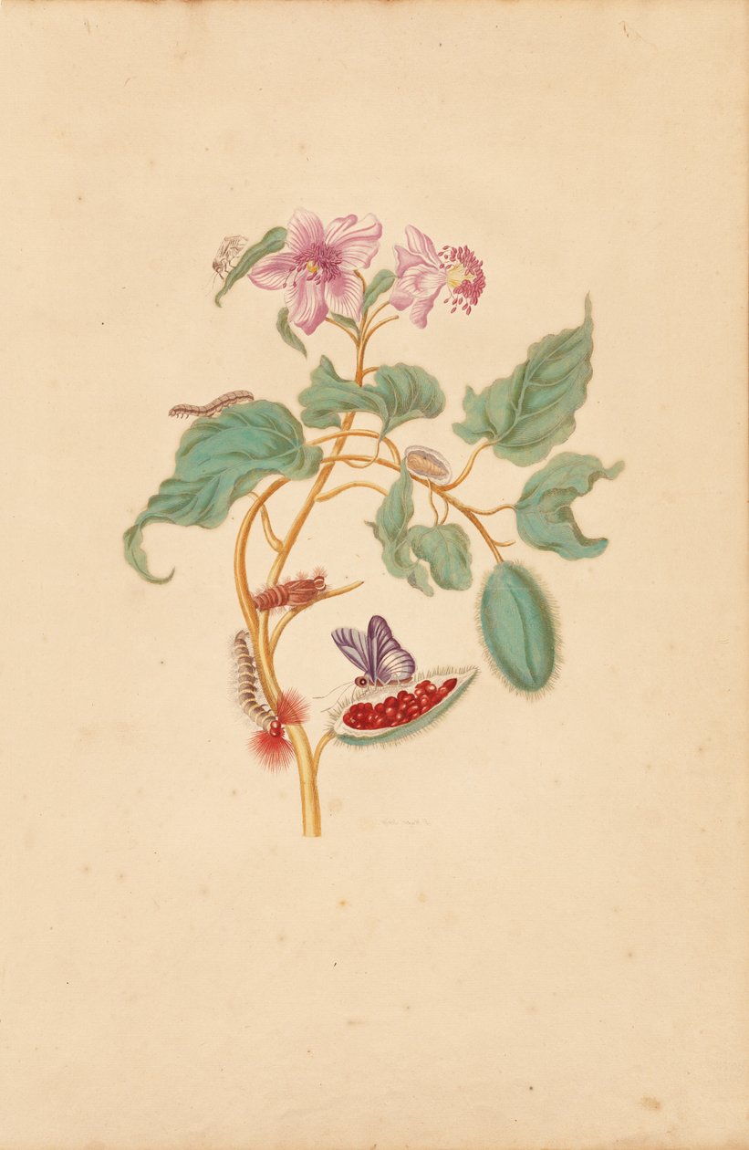 Der Rocu-Baum mit Raupen, Motten und Schmetterlingen von Maria Sibylla Merian
