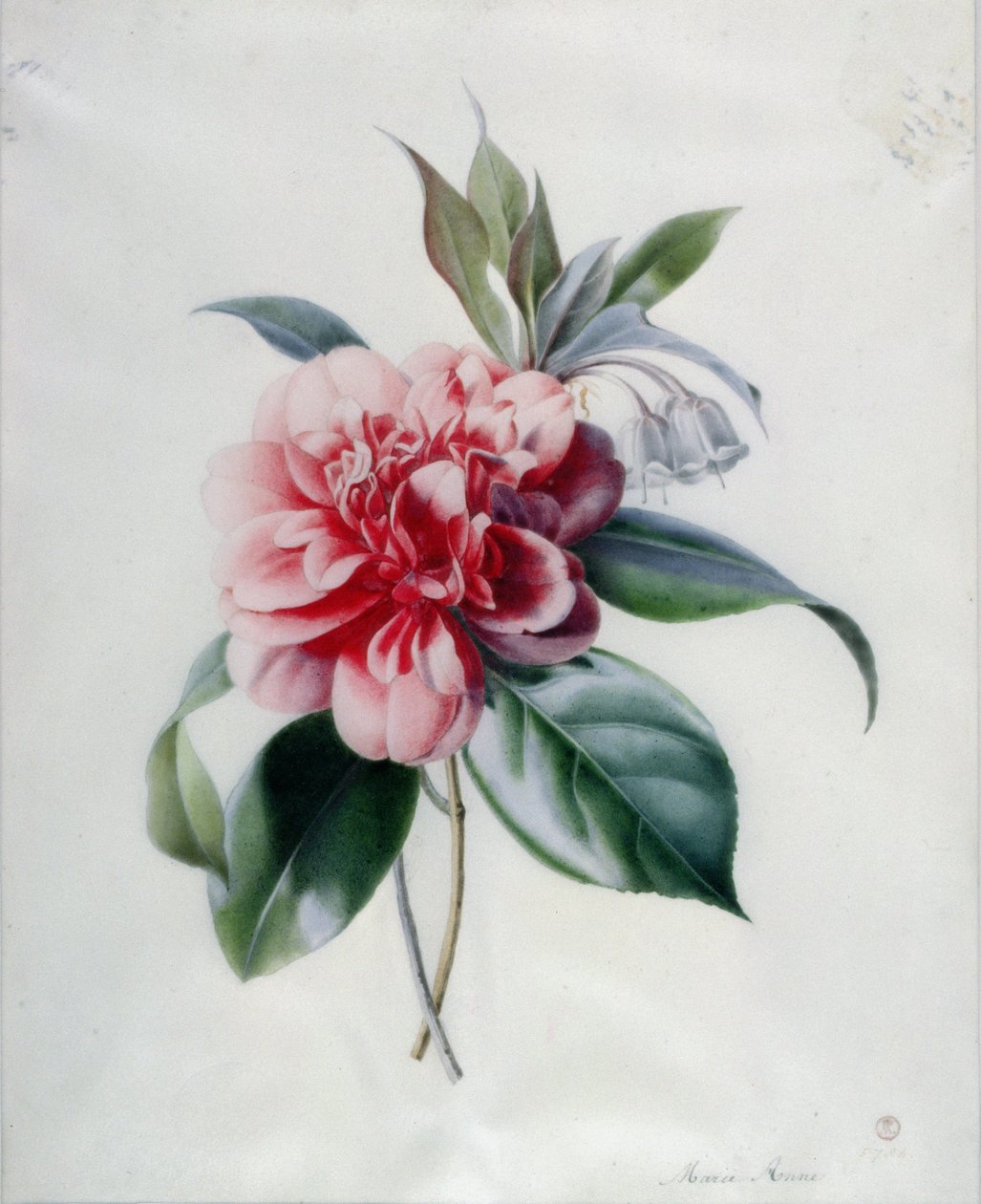 Kamelie von Marie Anne
