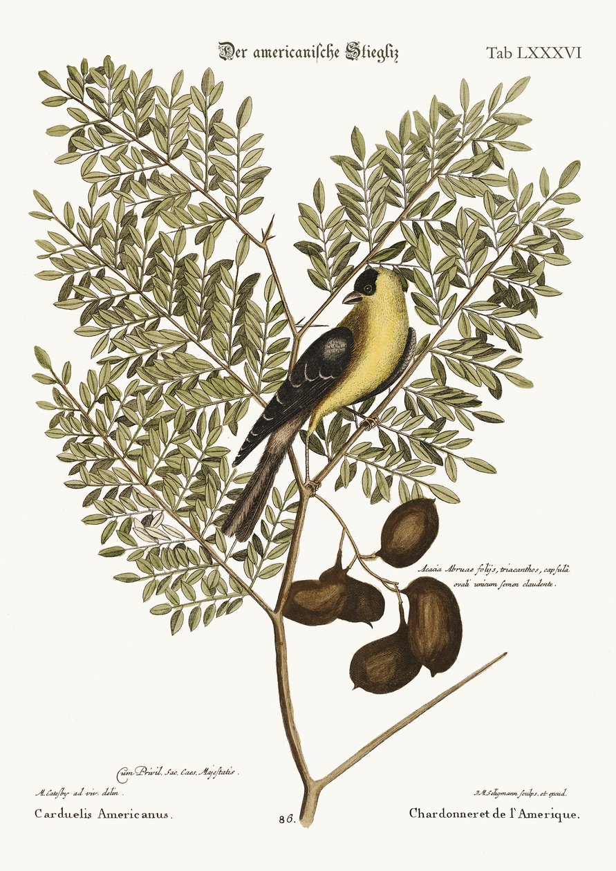 Der Amerikanische Stieglitz, 1749-73 von Mark Catesby