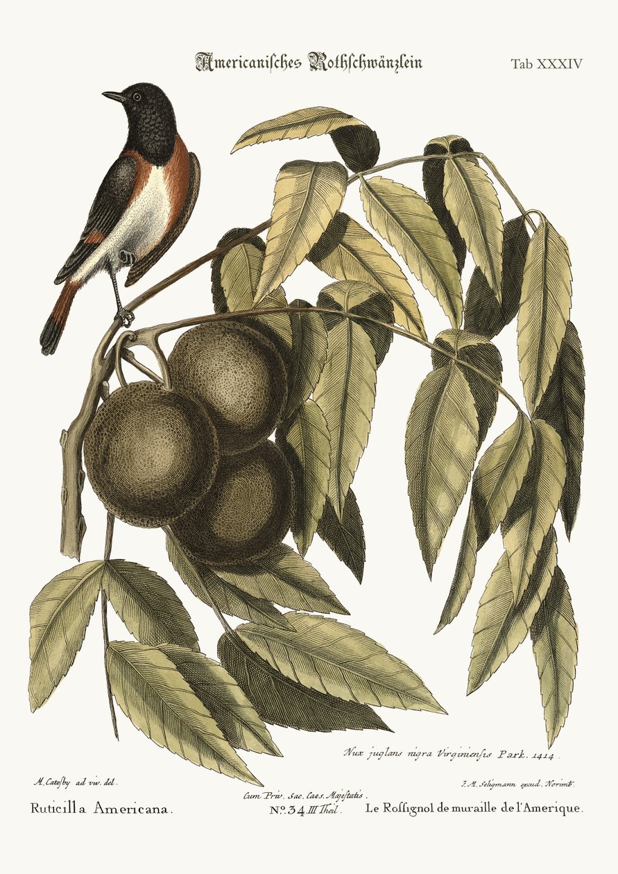 Der Gartenrotschwanz, 1749-73 von Mark Catesby