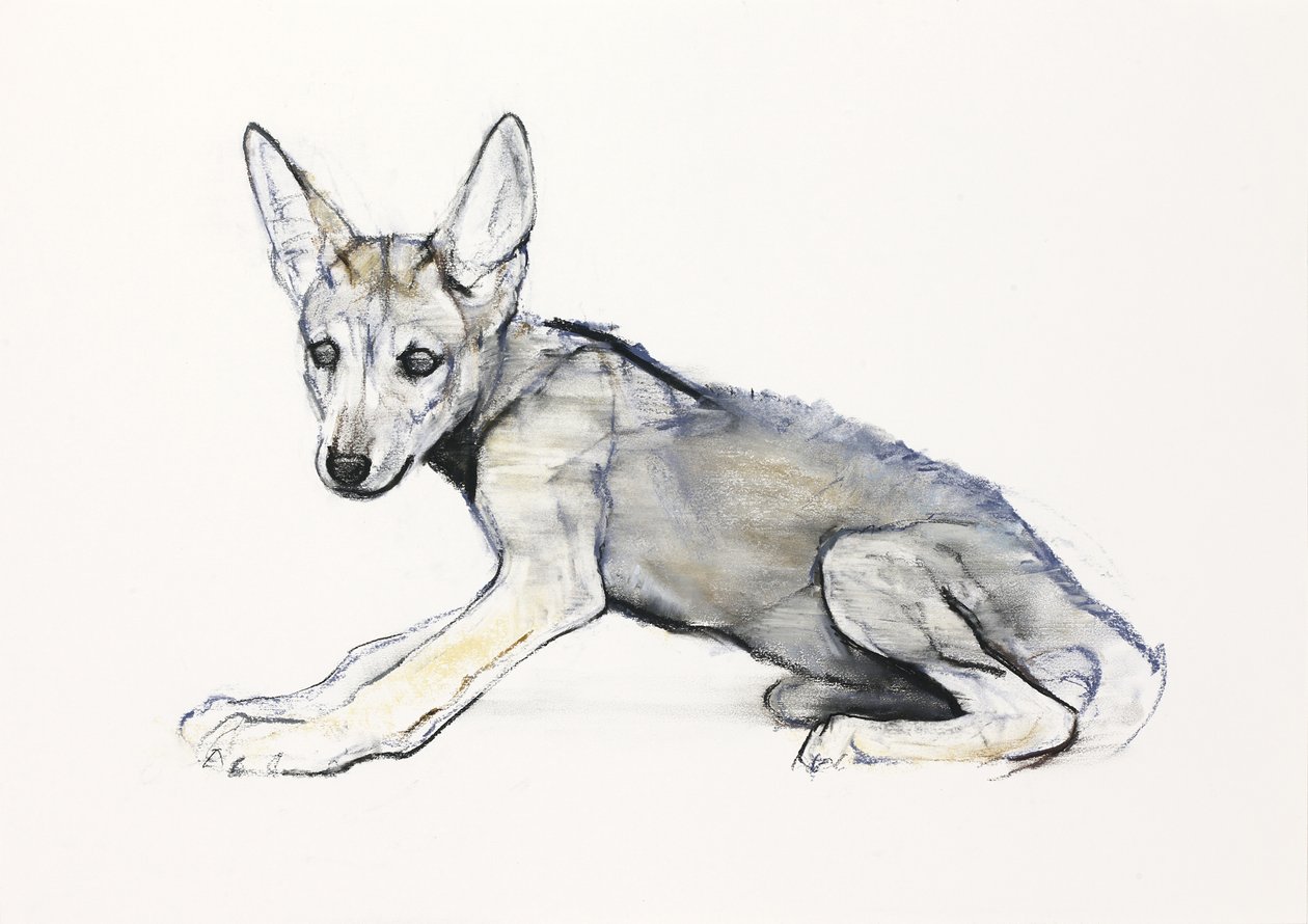 Jugendlicher arabischer Wolfswelpe, 2009 von Mark Adlington