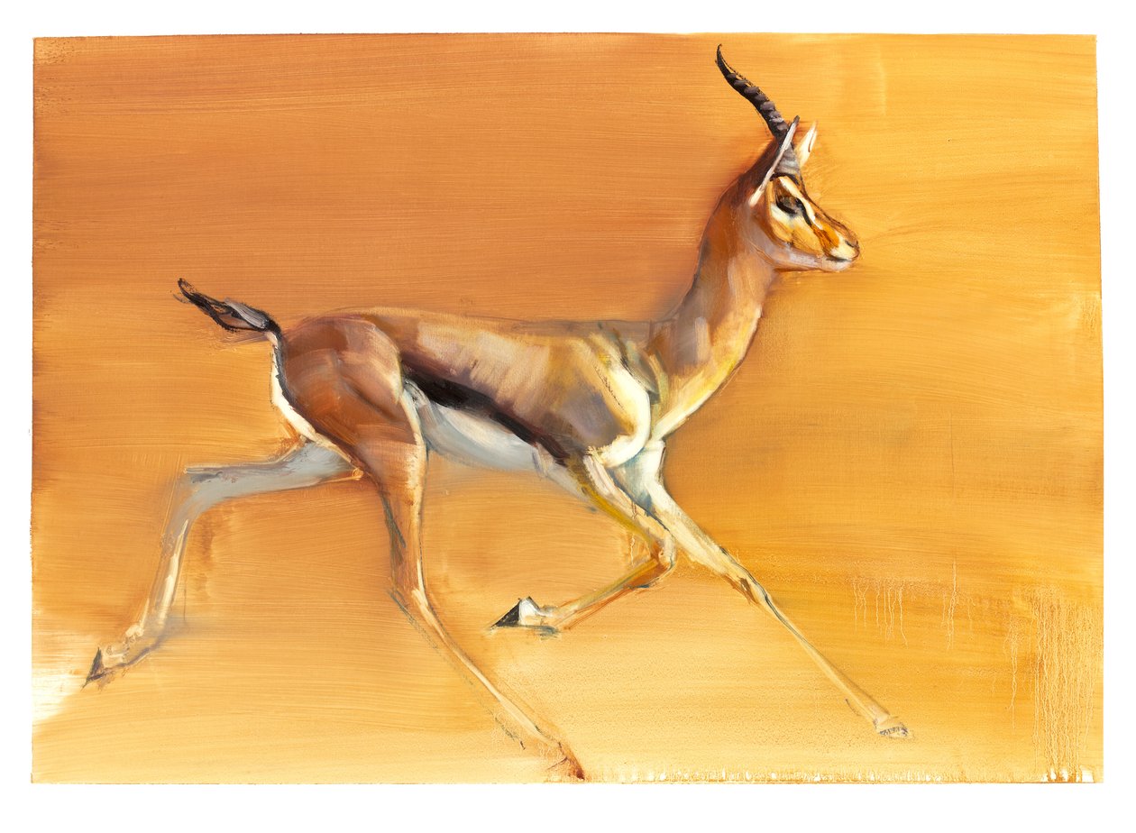 Arabische Gazelle von Mark Adlington